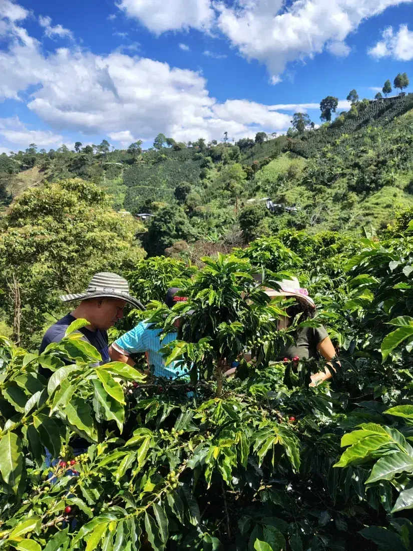 Pickers harvesting between the coffee plants