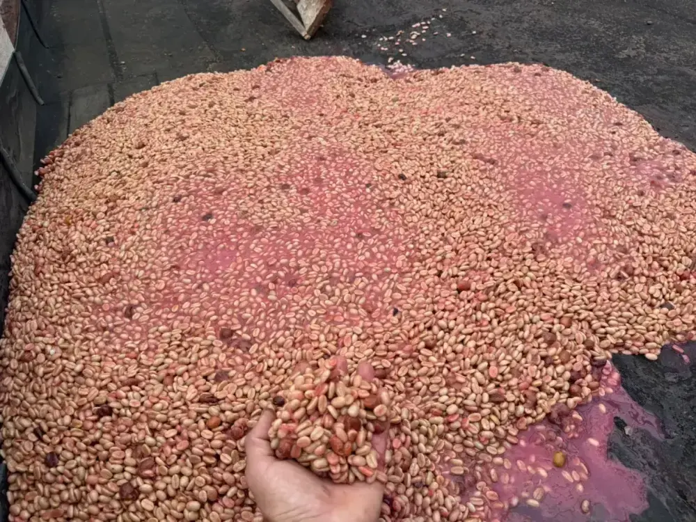 Co-fermented beans tinted pink by Papayo and Pink Bourbon must