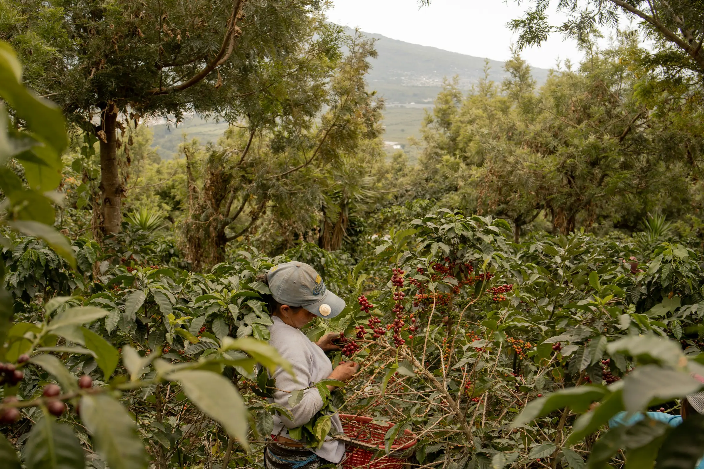 Coffee plantation at sunset