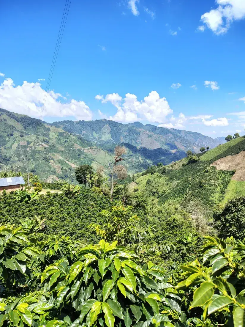 Coffee plantation on the mountainside