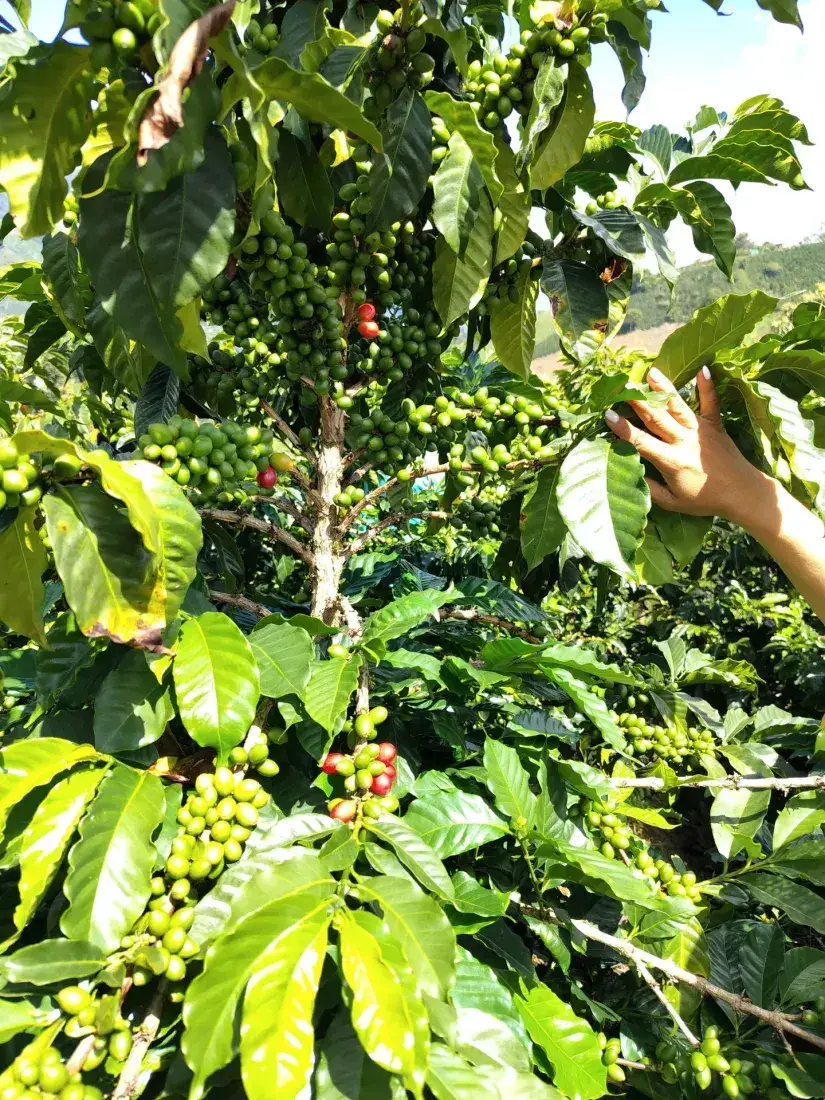 Hand picking ripe coffee cherries