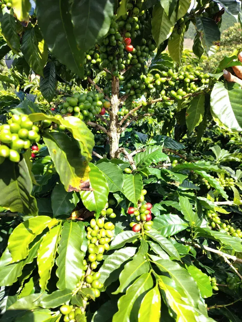Branch loaded with ripening coffee cherries