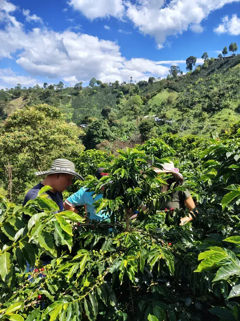 Pickers harvesting between the coffee plants