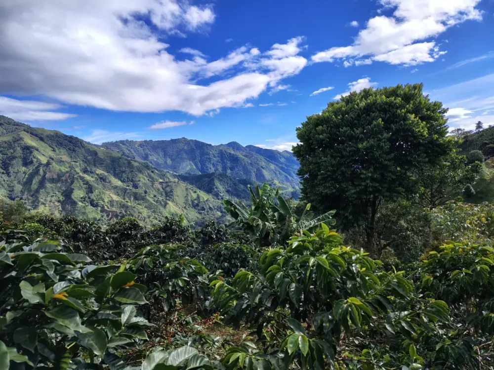 View over the valley from the plantation