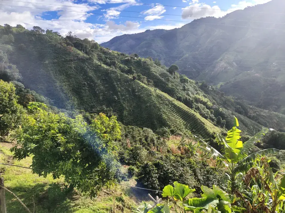 Late-afternoon light over the coffee hillside