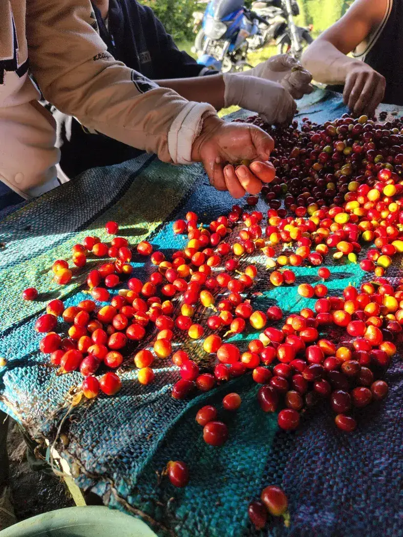 Hands sorting freshly picked ripe coffee cherries