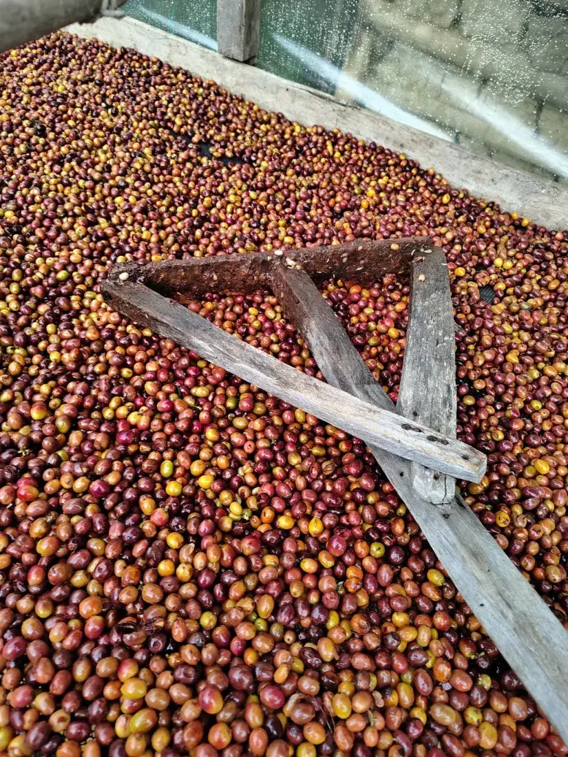 Red coffee cherries spread on the drying bed