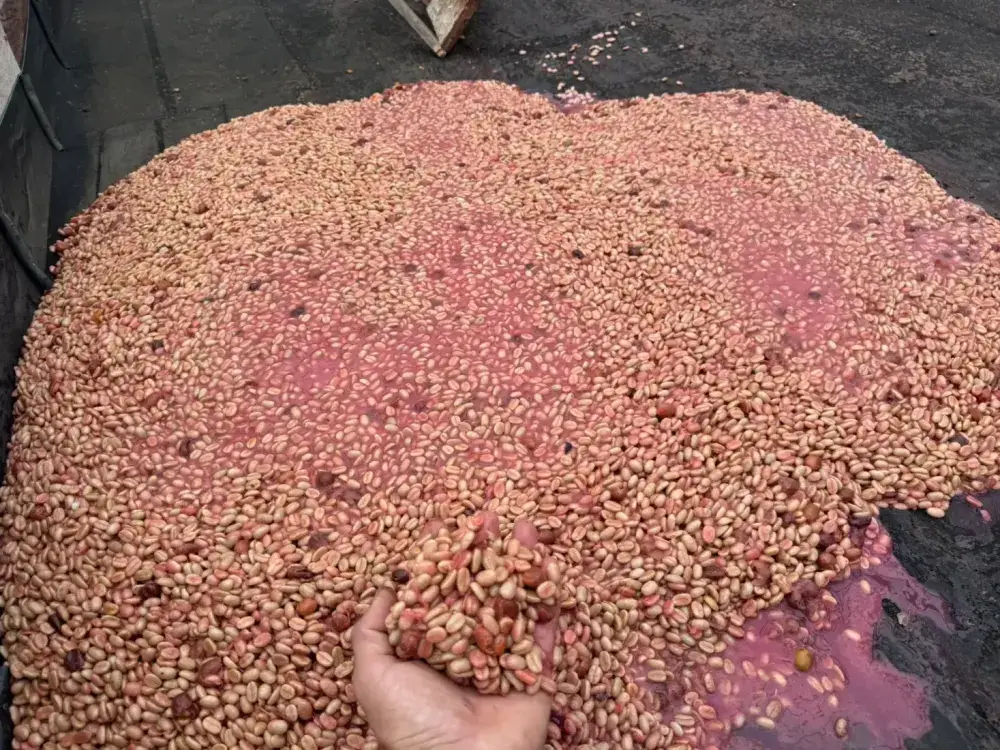 Co-fermented beans tinted pink by Papayo and Pink Bourbon must