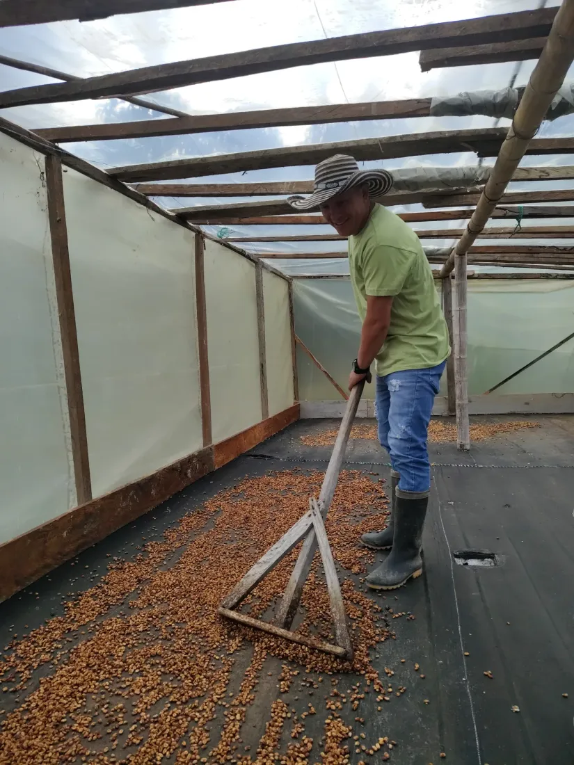 Working the drying beds inside the marquesina