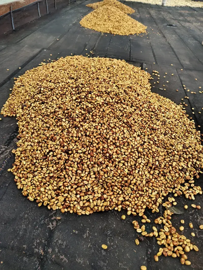 Raking the beans for an even dry