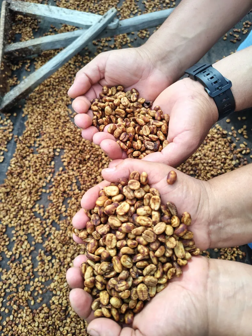 Hands holding the finished dried beans