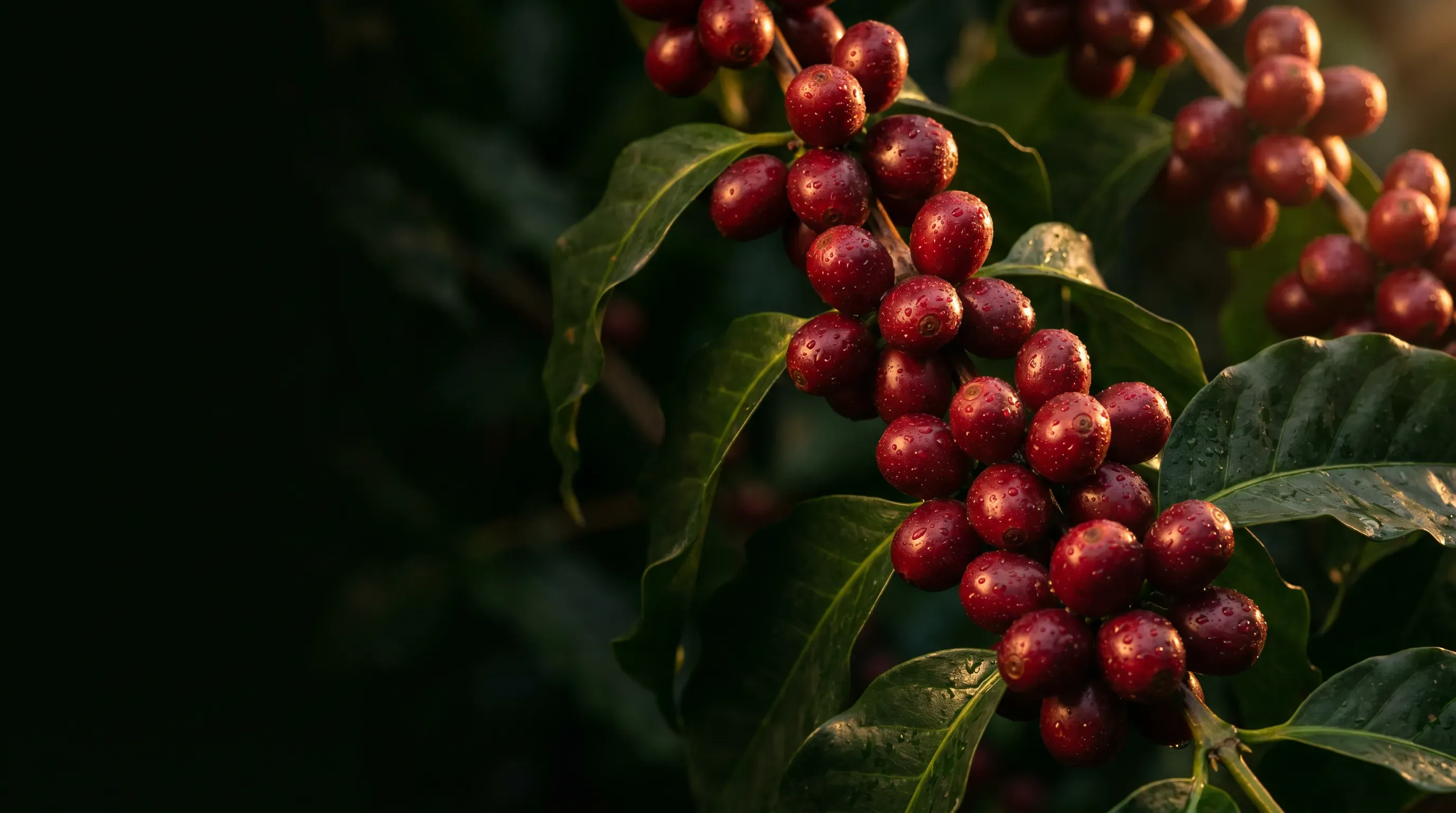 Macro roasted coffee beans
