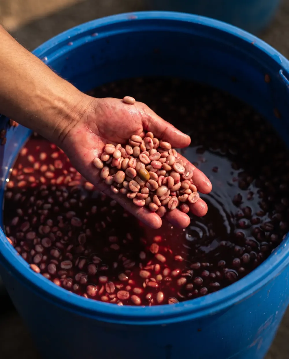 Shared fermentation